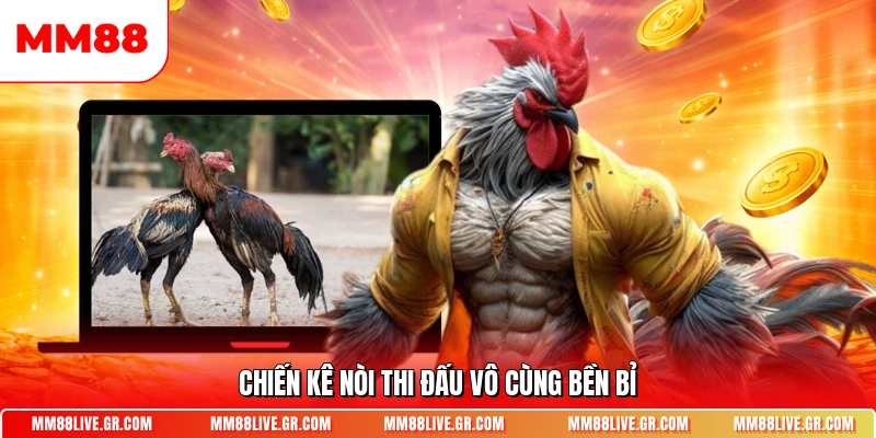 Chiến kê nòi thi đấu vô cùng bền bỉ