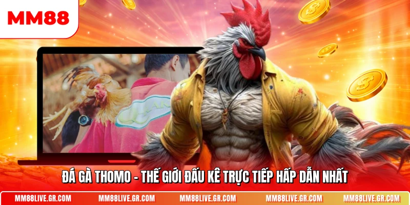 Da Ga Thomo The Gioi Dau Ke Truc Tiep Hap Dan Nhat