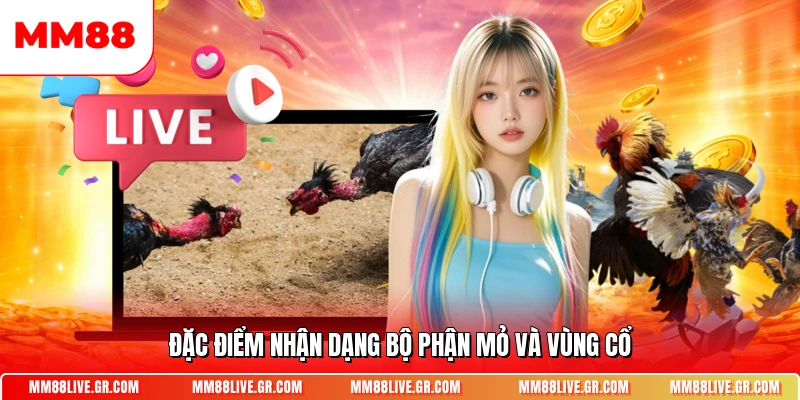 Đặc điểm nhận dạng bộ phận mỏ và vùng cổ