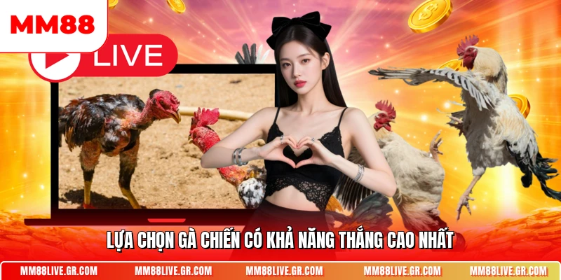 Lựa chọn gà chiến có khả năng thắng cao nhất
