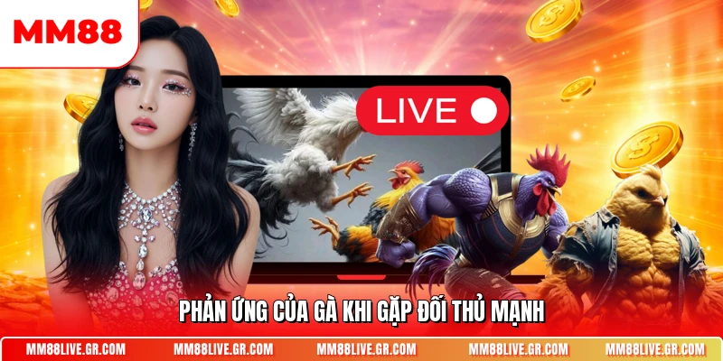 Phản ứng của gà khi gặp đối thủ mạnh