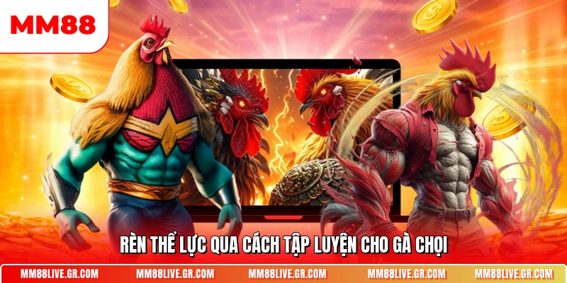 Rèn thể lực qua cách tập luyện cho gà chọi