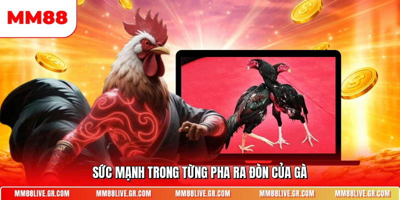 Sức mạnh trong từng pha ra đòn của gà