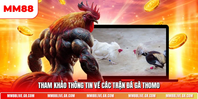 Tham khảo thông tin về các trận đá gà Thomo