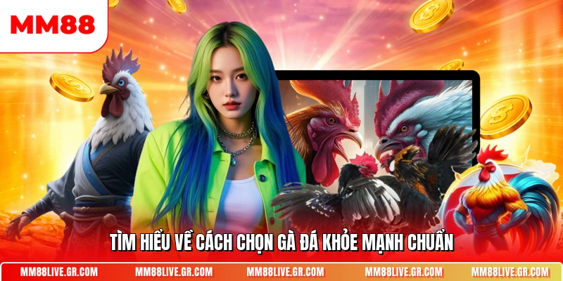 Tìm hiểu về cách chọn gà đá khỏe mạnh chuẩn